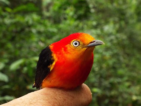 The Uirapuru! Unveiling Brazil’s Hidden Avian Legend through Melodious Deception and Magical Feathers.